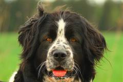 ravconner-mattgranger-DOGS